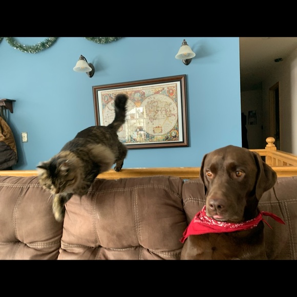 Meet your Posher, Jedda - Picture 3 of 8